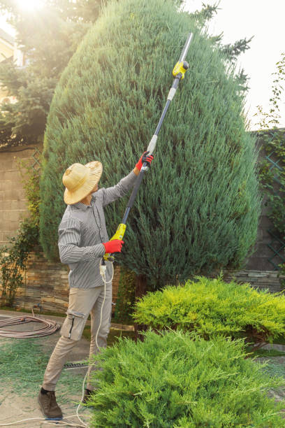 Best Tree Removal for Businesses  in Parowan, UT